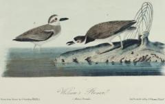 John James Audubon Wilsons Plover An Original 19th C Audubon Hand colored Bird Lithograph - 3396379