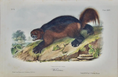 John James Audubon Wolverine an Original Audubon Hand colored Lithograph - 2671205