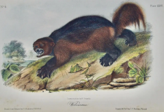 John James Audubon Wolverine an Original Audubon Hand colored Lithograph - 2671216