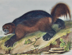 John James Audubon Wolverine an Original Audubon Hand colored Lithograph - 2671225