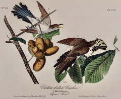 John James Audubon Yellow billed Cuckoo An Original 1st Ed Audubon Hand colored Bird Lithograph - 2936313