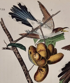 John James Audubon Yellow billed Cuckoo An Original 1st Ed Audubon Hand colored Bird Lithograph - 2936348