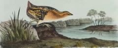 John James Audubon Yellow breasted Rail An Original 19th C Audubon Hand colored Bird Lithograph - 3396352