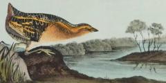 John James Audubon Yellow breasted Rail An Original 19th C Audubon Hand colored Bird Lithograph - 3396358