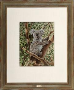 John Ruthven Koala Bear Austrailia - 1125980