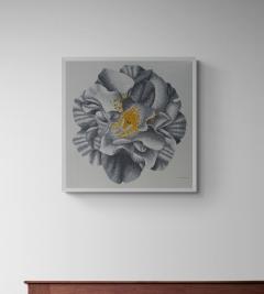 Jonah Waterous Camellia - 4510211