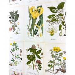 Josef Frank 1950 s Swedish Cabinet With Nordens Flora Illustrations - 4190146