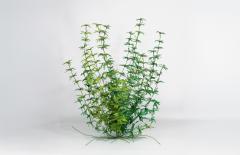 Julie Percillier Asp rule - 4466308