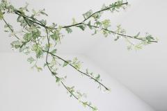 Julie Percillier Aub pine - 4466330