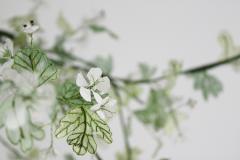 Julie Percillier Aub pine - 4466338