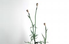 Julie Percillier Coquelicot - 4466377