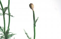 Julie Percillier Coquelicot - 4466379