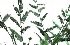 Julie Percillier Dentelle de foug re - 4466373