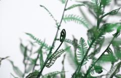 Julie Percillier Dentelle de foug re - 4466374