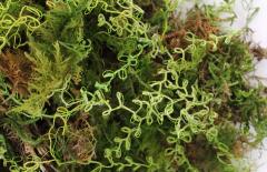 Julie Percillier Dentelle de mousse - 4466360