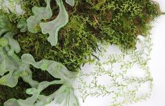 Julie Percillier Dentelle de mousse - 4466361