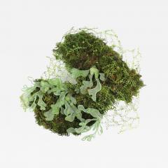 Julie Percillier Dentelle de mousse - 4466470