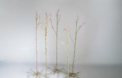 Julie Percillier Lineceae - 4466306