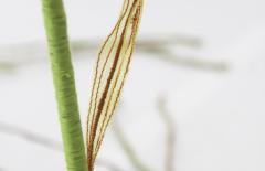 Julie Percillier Lineceae - 4466368