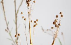 Julie Percillier Lineceae - 4466369