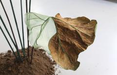 Julie Percillier Rhubarbe g ante - 4466375