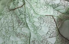 Julie Percillier Rhubarbe g ante - 4466376