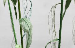 Julie Percillier Roseaux communs - 4466307