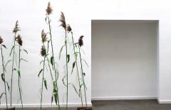 Julie Percillier Roseaux communs - 4466324