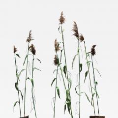 Julie Percillier Roseaux communs - 4466515