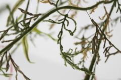 Julie Percillier Tamaris m lodie des feuillages - 4466349