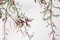 Julie Percillier Tamaris m lodie des feuillages - 4466351