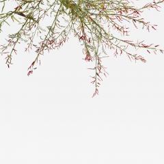 Julie Percillier Tamaris m lodie des feuillages - 4466427