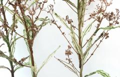 Julie Percillier Vergerette du Canada - 4466385