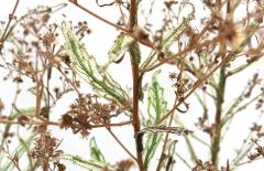 Julie Percillier Vergerette du Canada - 4466386