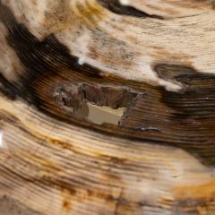 Karl Springer Karl Springer Exceptional Petrified Wood Coffee Table 1980s - 3112876