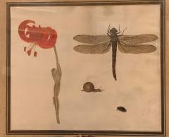 Karl Wilhelm de Hamilton Still Life Dragonfly and Primrose - 1001815