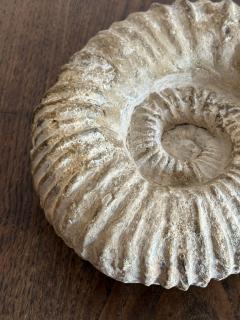 Large Ammonite Fossil - 4196340
