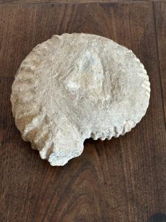 Large Ammonite Fossil - 4196341