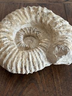 Large Ammonite Fossil - 4196342