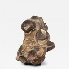 Large Ancient Concretion of Fossilized Shells Sediment Likely Cambrian Period - 4574598