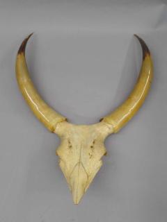 Large Dramatic Horn Sculpture - 1877193