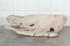 Large English Bleached Teak Root Bench - 3148529