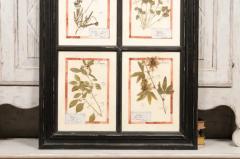 Large Florentine Quadruple Botanicals in Black Frame under Glass Two Sold Each - 3604484