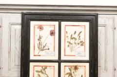 Large Florentine Quadruple Botanicals in Black Frame under Glass Two Sold Each - 3604486