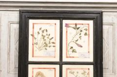 Large Florentine Quadruple Botanicals in Black Frame under Glass Two Sold Each - 3604492