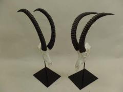 Large Pair of Sable Antelope Mounted Skulls with Curved Ringed Horns - 1736721