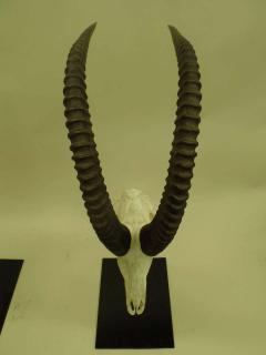 Large Pair of Sable Antelope Mounted Skulls with Curved Ringed Horns - 1736722