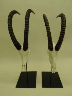 Large Pair of Sable Antelope Mounted Skulls with Curved Ringed Horns - 1736723