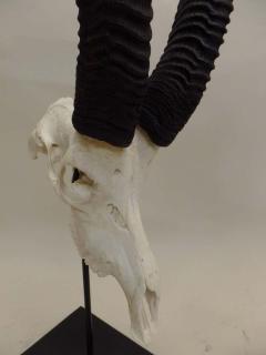 Large Pair of Sable Antelope Mounted Skulls with Curved Ringed Horns - 1736725