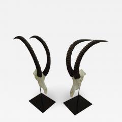 Large Pair of Sable Antelope Mounted Skulls with Curved Ringed Horns - 1738373